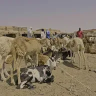 Interdiction d’exportation du bétail : les préoccupations des éleveurs au cœur des échanges