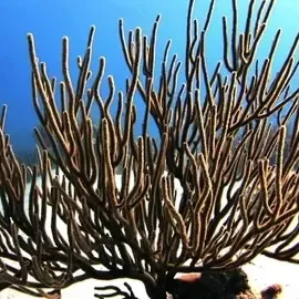 Hekiganoku: Haryo's Sword Against Which A Hair is Blown