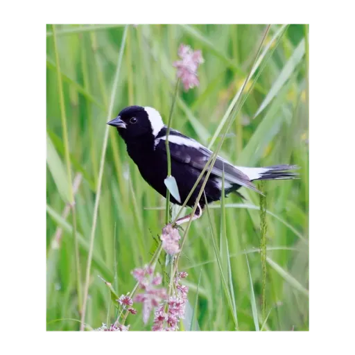 Ear to the Ground 370: Bending the Bird Curve