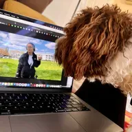 🌳 ... pasji pametnjakoviči 🧠