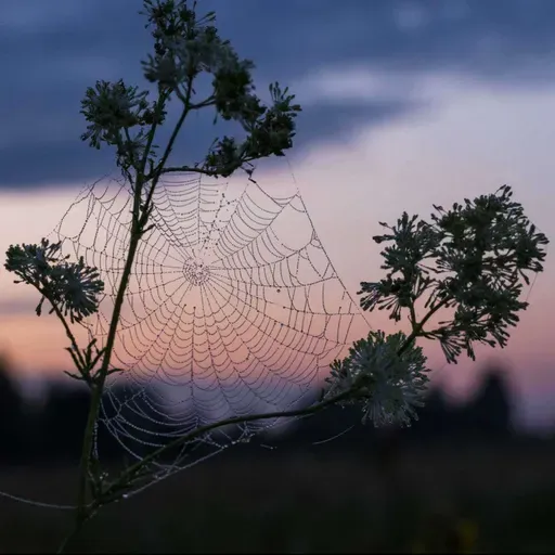 Trust like the Web (of Life) trusts - Biomimicry for Social Innovation with Toby Herzlich