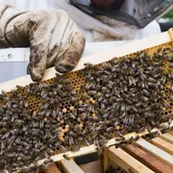 Beekeeping in a Belfast prison with Chris Hodges