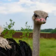 🎧🪶 兒童科普｜i動物進行式：鳥類家族，誰的個頭最大？一起認識駝鳥！