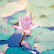 Poesía para amar. Poemas para amar. Poemas para el amor. José Batres, pienso en ti