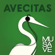 Conoce al Avetoro Norteño
