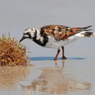 The Unmistakable Ruddy Turnstone