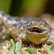 Die Tierdocs: Echse ist krank