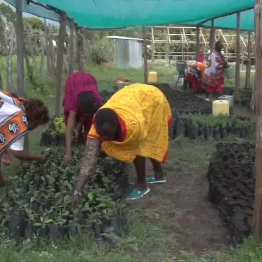 UNDP Kenya yaunga mkono wanawake wa jamii ya asili Narok katika uhifadhi wa misitu