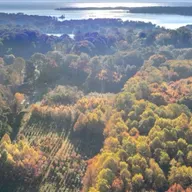 Det er ikke nok at plante 1 billion ens træer – vi skal plante skove, der efterligner naturens biodiversitet
