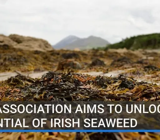Cainteoirí ó chruinniú na hoíche aréir i Rosmuc faoi chúrsaí feamainne.