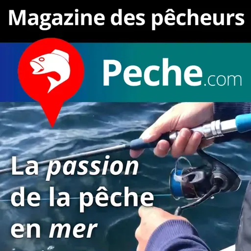 Les différentes espèces à pêcher à la traîne en Méditerranée, au leurre ou au vif