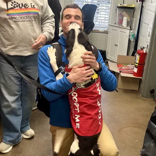 How much do dogs reduce our stress?