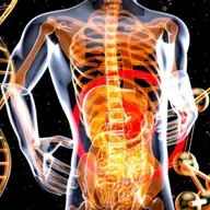 Bölüm 908: Bağırsak sağlığı ve testosteron üretimi