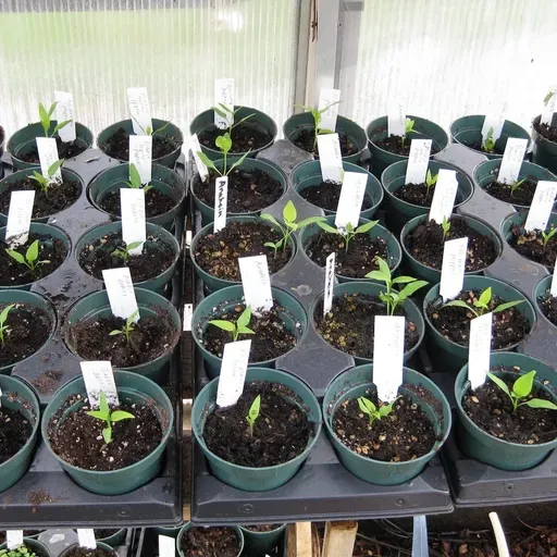 January is Seed Starting Time For Many Vegetables