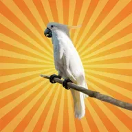 Le cacatoès à huppe jaune ouvre les poubelles et apprend la technique aux autres !