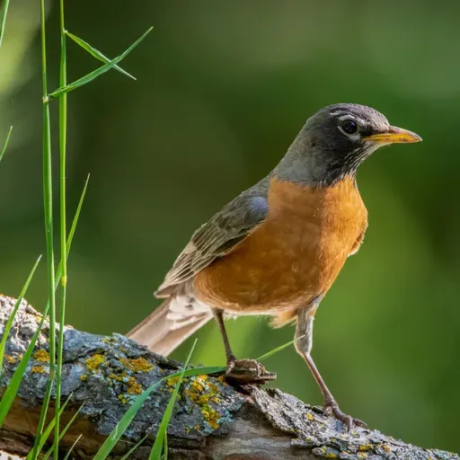The Joy of Robins with J. Drew Lanham