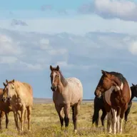 Daragh Ó Tuairisg, Ball de Chumann Lucht Chapaillíní Chonamara