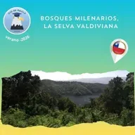 Ojo de Águila Cap 81-  Bosques milenarios, la selva valdiviana...