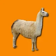A cavacecio