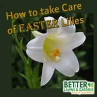 S2 Ep440: Better Lawns and Gardens - Hour 1 How to Take Care of and Grow Easter Lilies April 5, 2026