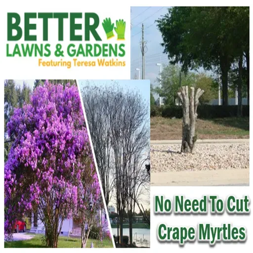 S2 Ep422: Better Lawns and Gardens - Hour 2 No Need To Cut Crape Myrtles January 24, 2026
