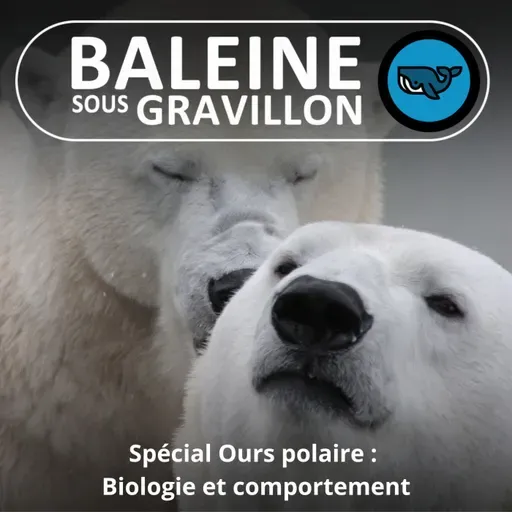SPÉCIAL OURS POLAIRE 2/3 : Biologie et comportement (Rémy Marion)