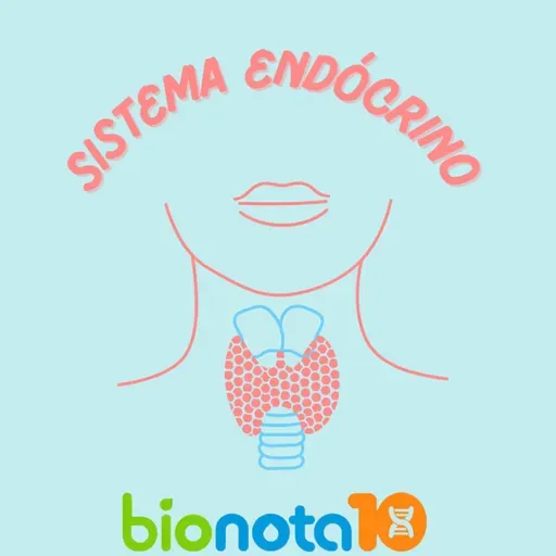 Sistema endócrino