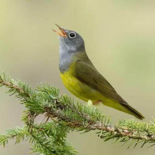 Connecticut Warbler
