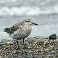 Red Knots Refuel in the Delaware Bay