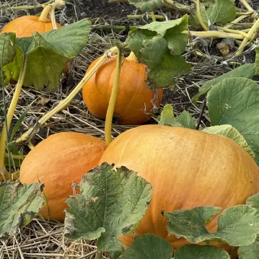 Pumpkins