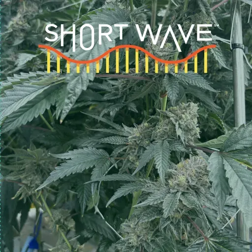 Why Weed's Signature Scent Has Changed Over Time