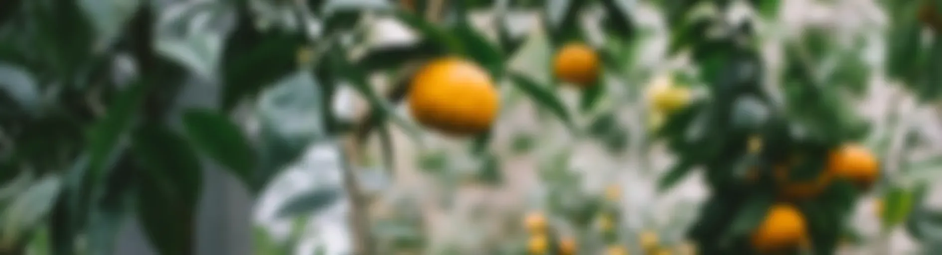 Mandarinas