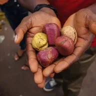 Noix de cola : un circuit économique dynamique entre Niamey et Dosso