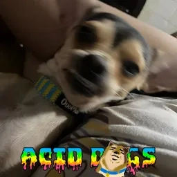 The Acid Dogs Show