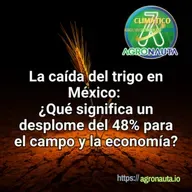 La caída del trigo en México: ¿Qué significa un desplome del 48% para el campo y la economía?