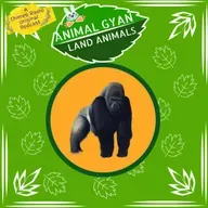 Gorilla