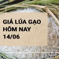 Giá lúa gạo hôm nay ngày 14/06/2024: Giá gạo trong nước đồng loạt giảm