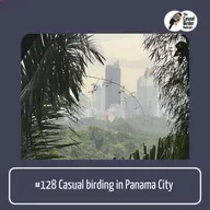 Casual birding in Panama City #128