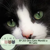 EP 253 Ami Gato lo mordió otro gato