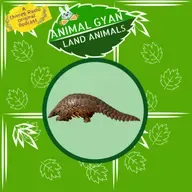 Pangolins