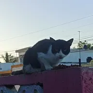 El Por qué del entrenamiento ambiental del gato