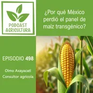 498 ¿Por qué México perdió el panel de maíz transgénico?