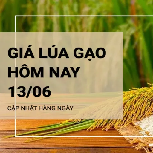 Giá lúa gạo hôm nay ngày 13/06/2024: Tiiếp tục xu hướng đi ngang