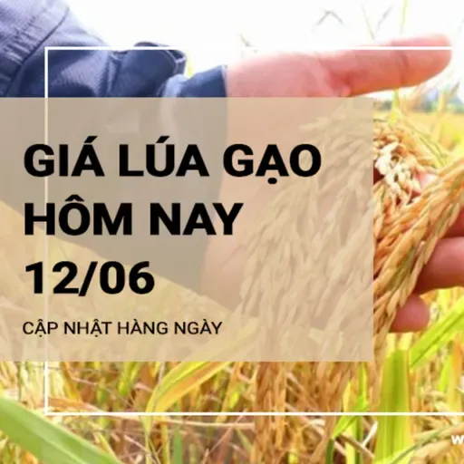 Giá lúa gạo hôm nay ngày 12/06/2024: Giá gạo tăng nhẹ 50-100 đồng/kg