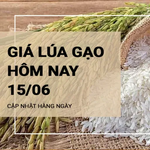 Giá lúa gạo hôm nay ngày 15/06: Thị Trường Biến Động Nhẹ