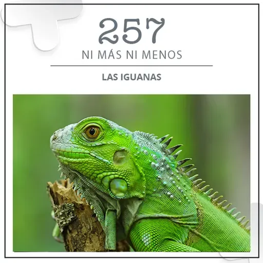 257: Las iguanas