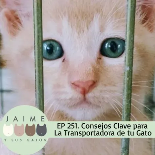 EP 251 Básicos de la transportadora de tu gato