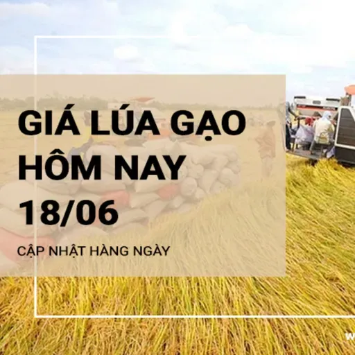 Giá lúa gạo hôm nay ngày 18/06: Giá gạo thành phẩm tiếp tục giảm nhẹ