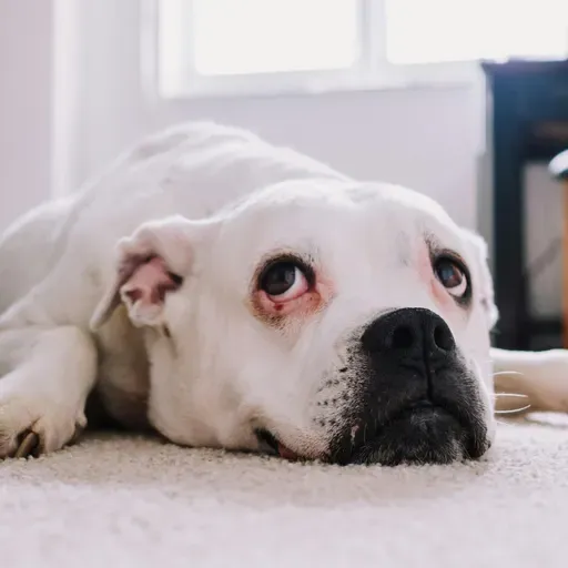 Quanto tempo o pet pode ficar sozinho em casa? Especialista responde