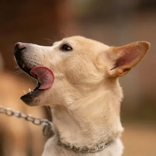 Antes de adotar um pet: dicas para garantir uma tutela responsável